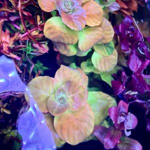 Ludwigia Mata Grosso