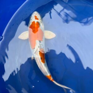 10.5 " Inch Doitsu Yamato Nishiki Koi