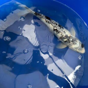 14 " Inch Gin Rin Shiro Bekko Koi