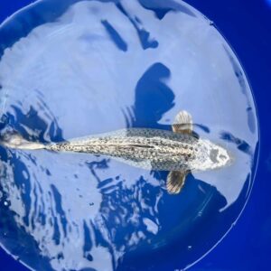 14 inch Gin Rin Ginga Koi Japanese Imported Koi