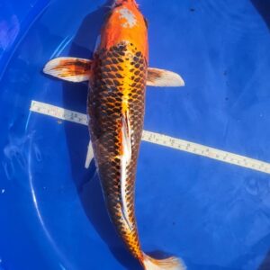 16 inch Kujaku Japanese imported