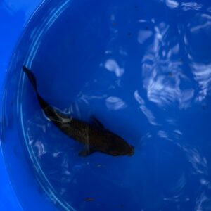 7.5 inch Karasu Koi (black)