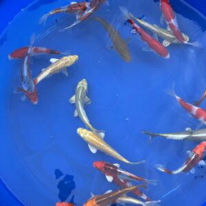4 Pack of Japanese Imported Tosai Koi 6 to 7 inch