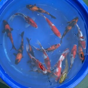 4 Pack of Japanese Imported Tosai Koi 7 to 8 inch