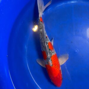 Japanese Goshiki Koi 13.5" inches