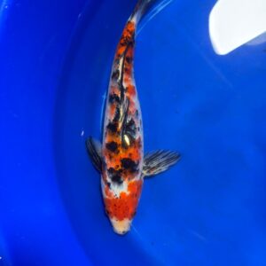 Showa Koi 12" Inches