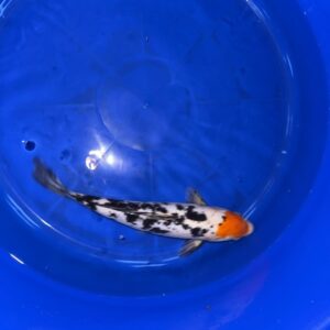 Japanese Koi Tancho Sanke 11 inch