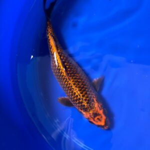 13.5 " Inch Ki Matsuba Koi