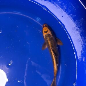 Matsuba 8 inch (SMILE ON HEAD) Unique