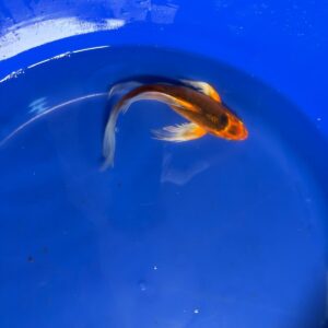 Matsuba Butterfly 9 inch Koi