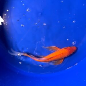 Butterfly KOI 11 inch