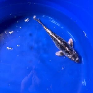 Dragon Scale 9" inch Koi